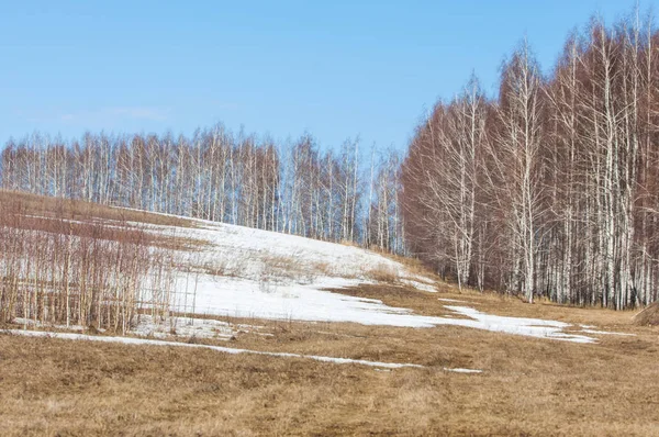 Birkenwald Frühjahr Vorfrühlingswald Die Ersten Warmen Tage — Stockfoto