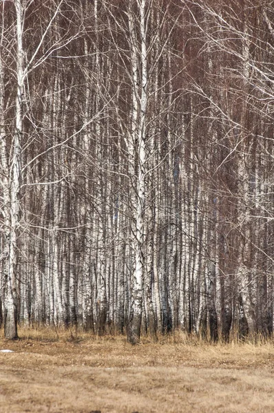 Březová Lesní Brzy Jaře Brzy Jaře Les První Teplé Dny — Stock fotografie