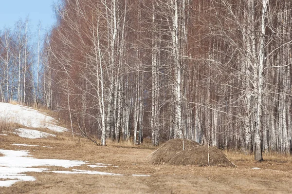 Orman erken ilkbaharda huş ağacı. Erken Bahar orman. ilk sıcak gün