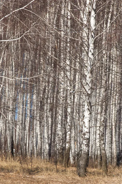 Orman erken ilkbaharda huş ağacı. Erken Bahar orman. ilk sıcak gün