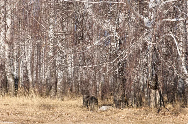 Orman erken ilkbaharda huş ağacı. Erken Bahar orman. ilk sıcak gün