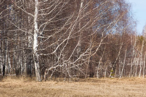 Bosque Abedul Principios Primavera Bosque Primaveral Los Primeros Días Cálidos — Foto de Stock