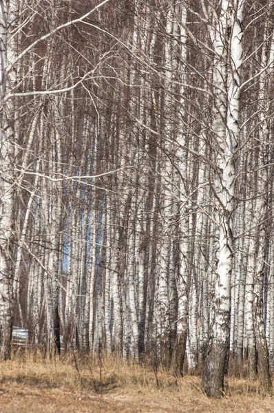 Orman erken ilkbaharda huş ağacı. Erken Bahar orman. ilk sıcak gün