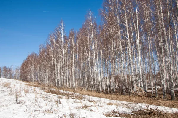 Orman erken ilkbaharda huş ağacı. Erken Bahar orman. ilk sıcak gün