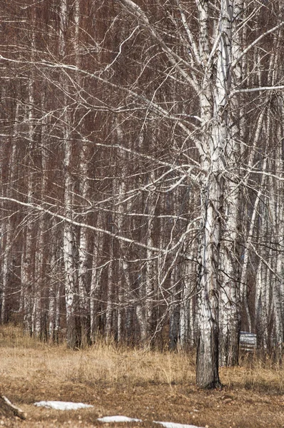 Orman erken ilkbaharda huş ağacı. Erken Bahar orman. ilk sıcak gün