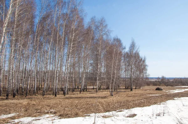 Orman erken ilkbaharda huş ağacı. Erken Bahar orman. ilk sıcak gün