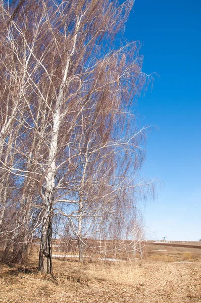 Orman erken ilkbaharda huş ağacı. Erken Bahar orman. ilk sıcak gün