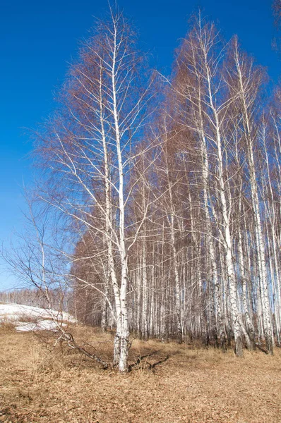 Bosque Abedul Principios Primavera Bosque Primaveral Los Primeros Días Cálidos — Foto de Stock