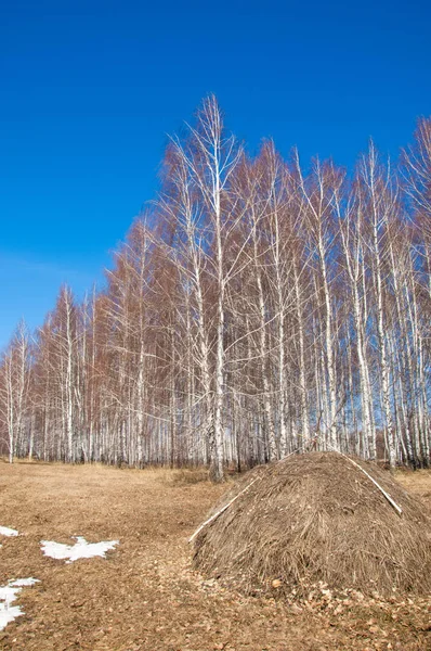 Берези Лісова Ранньою Весною Ранньою Весною Ліс Перший Теплі Дні — стокове фото