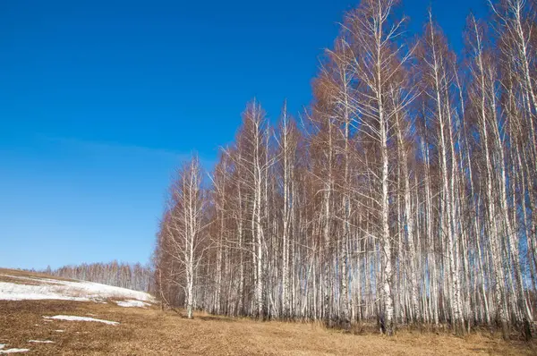Orman erken ilkbaharda huş ağacı. Erken Bahar orman. ilk sıcak gün