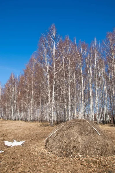 Orman erken ilkbaharda huş ağacı. Erken Bahar orman. ilk sıcak gün