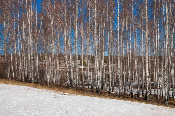 Orman erken ilkbaharda huş ağacı. Erken Bahar orman. ilk sıcak gün