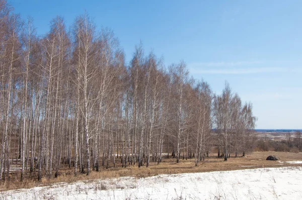 Björk Skog Tidigt Våren Tidig Vårskog Första Varma Dagarna — Stockfoto