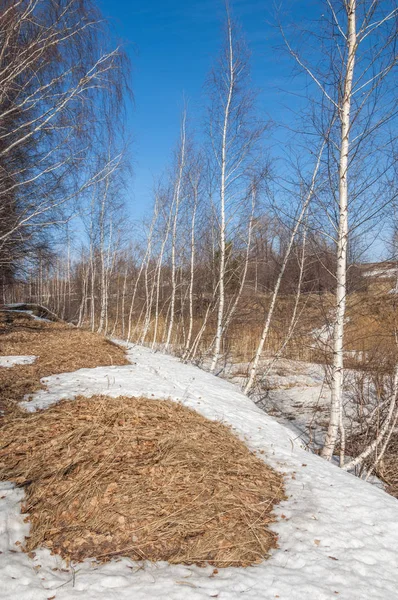 Orman erken ilkbaharda huş ağacı. Erken Bahar orman. ilk sıcak gün