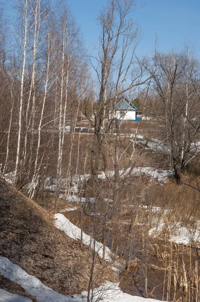 Orman erken ilkbaharda huş ağacı. Erken Bahar orman. ilk sıcak gün