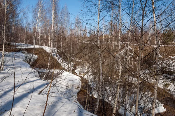 Orman erken ilkbaharda huş ağacı. Erken Bahar orman. ilk sıcak gün