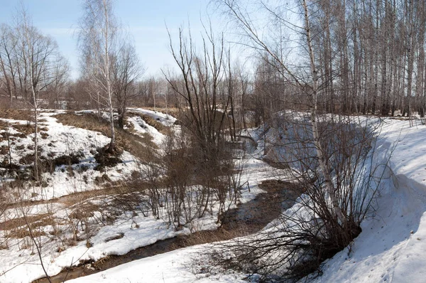 Orman erken ilkbaharda huş ağacı. Erken Bahar orman. ilk sıcak gün