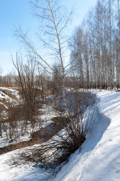 Orman erken ilkbaharda huş ağacı. Erken Bahar orman. ilk sıcak gün