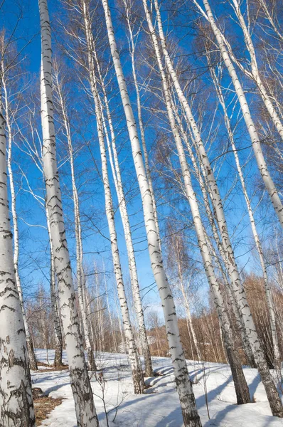 Bosque Abedul Principios Primavera Bosque Primaveral Los Primeros Días Cálidos —  Fotos de Stock