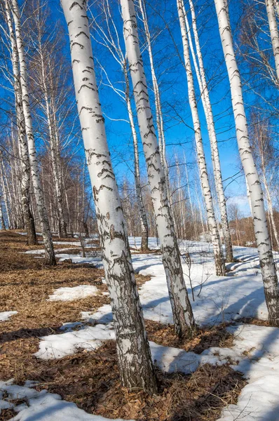 Orman erken ilkbaharda huş ağacı. Erken Bahar orman. ilk sıcak gün