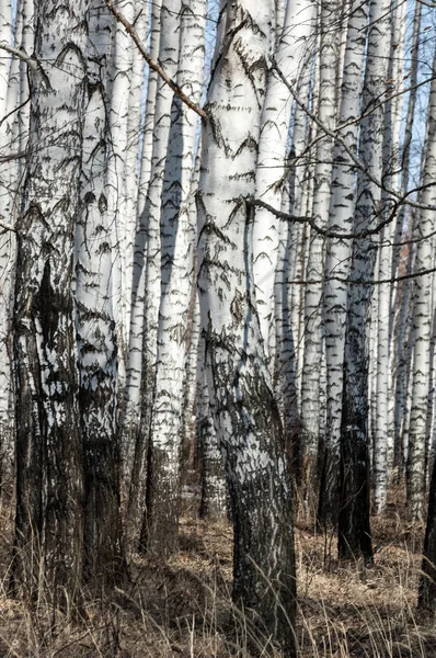 Orman erken ilkbaharda huş ağacı. Erken Bahar orman. ilk sıcak gün