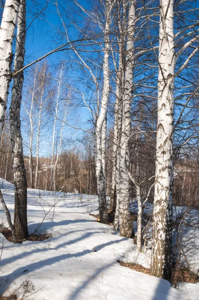 Bosque Abedul Principios Primavera Bosque Primaveral Los Primeros Días Cálidos —  Fotos de Stock