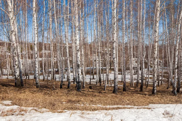 Bosque Abedul Principios Primavera Bosque Primaveral Los Primeros Días Cálidos — Foto de Stock