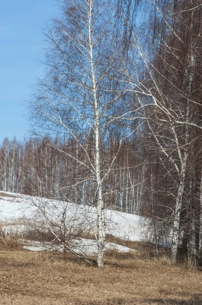 Březová Lesní Brzy Jaře Brzy Jaře Les První Teplé Dny — Stock fotografie