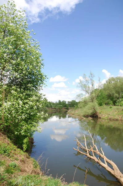 bahar Nehri. Nehir ve bahar orman. Doğa kompozisyon. Bahar Nehri bulutlarda yansımanın. Ağaçlar ilkbaharda bir nehir kıyısında