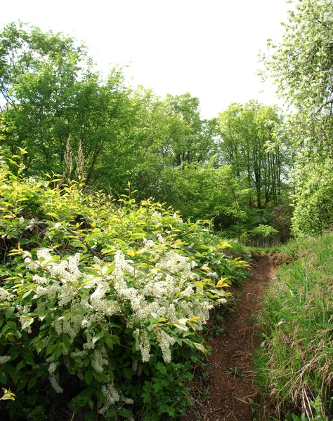 bahar Nehri. Nehir ve bahar orman. Doğa kompozisyon. Bahar Nehri bulutlarda yansımanın. Ağaçlar ilkbaharda bir nehir kıyısında