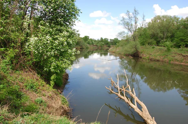 bahar Nehri. Nehir ve bahar orman. Doğa kompozisyon. Bahar Nehri bulutlarda yansımanın. Ağaçlar ilkbaharda bir nehir kıyısında