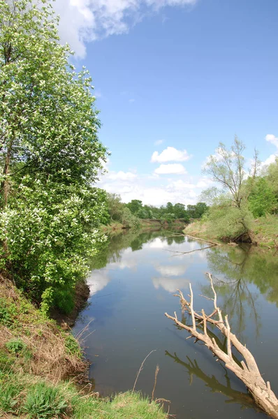 bahar Nehri. Nehir ve bahar orman. Doğa kompozisyon. Bahar Nehri bulutlarda yansımanın. Ağaçlar ilkbaharda bir nehir kıyısında