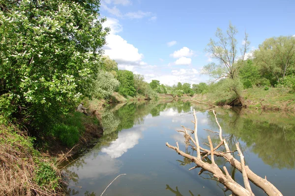 bahar Nehri. Nehir ve bahar orman. Doğa kompozisyon. Bahar Nehri bulutlarda yansımanın. Ağaçlar ilkbaharda bir nehir kıyısında