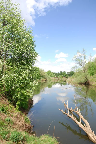 bahar Nehri. Nehir ve bahar orman. Doğa kompozisyon. Bahar Nehri bulutlarda yansımanın. Ağaçlar ilkbaharda bir nehir kıyısında