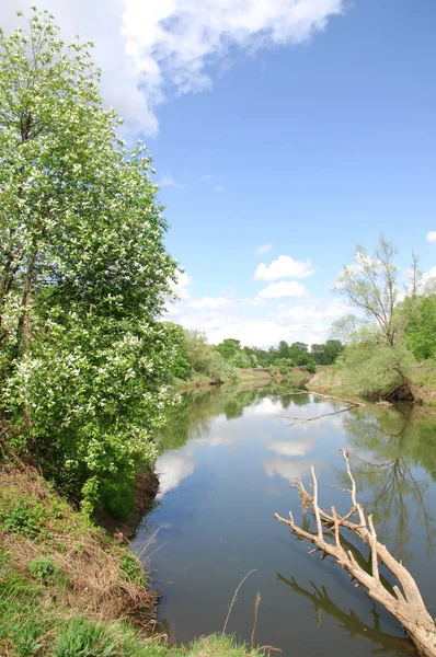 bahar Nehri. Nehir ve bahar orman. Doğa kompozisyon. Bahar Nehri bulutlarda yansımanın. Ağaçlar ilkbaharda bir nehir kıyısında