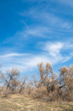 kum bahar bozkır. ağaçlar ve kum mavi gökyüzü arka plan üzerinde. Kazakistan bozkırlarında