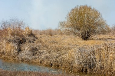 kum bahar bozkır. ağaçlar ve kum mavi gökyüzü arka plan üzerinde. Kazakistan bozkırlarında