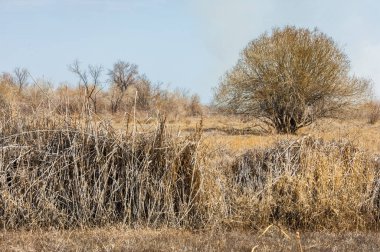 kum bahar bozkır. ağaçlar ve kum mavi gökyüzü arka plan üzerinde. Kazakistan bozkırlarında
