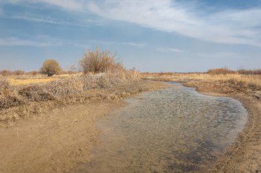 kum bahar bozkır. ağaçlar ve kum mavi gökyüzü arka plan üzerinde. Kazakistan bozkırlarında