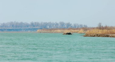 nehir bahar. bahar Nehri Orta Asya'da. Kazakistan bozkır nehir Semirechye. 
