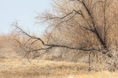 Kazakistan, yalnız ağaç erken baharda bozkırlarında. 