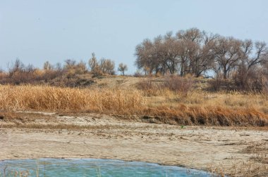 kum bahar bozkır. ağaçlar ve kum mavi gökyüzü arka plan üzerinde. Kazakistan bozkırlarında