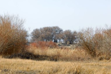 kum bahar bozkır. ağaçlar ve kum mavi gökyüzü arka plan üzerinde. Kazakistan bozkırlarında