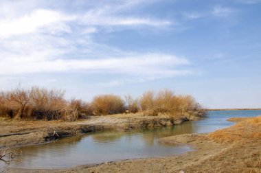 kum bahar bozkır. ağaçlar ve kum mavi gökyüzü arka plan üzerinde. Kazakistan bozkırlarında