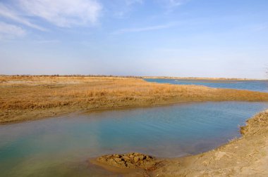 kum bahar bozkır. ağaçlar ve kum mavi gökyüzü arka plan üzerinde. Kazakistan bozkırlarında