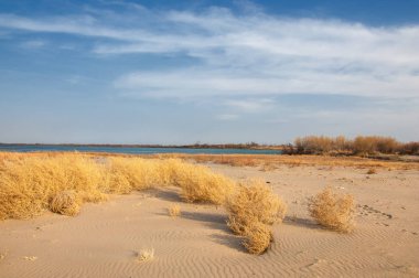 kum bahar bozkır. ağaçlar ve kum mavi gökyüzü arka plan üzerinde. Kazakistan bozkırlarında