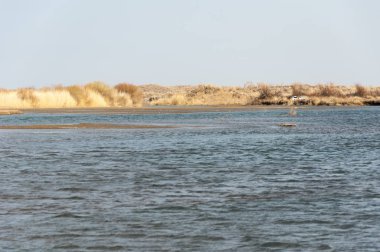 nehir bahar. bahar Nehri Orta Asya'da. Kazakistan bozkır nehir Semirechye. 