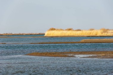 nehir bahar. bahar Nehri Orta Asya'da. Kazakistan bozkır nehir Semirechye. 
