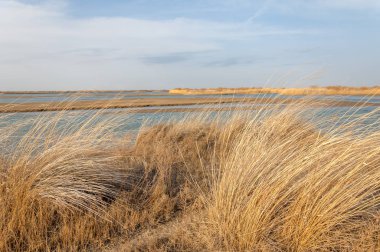 nehir bahar. bahar Nehri Orta Asya'da. Kazakistan bozkır nehir Semirechye. 