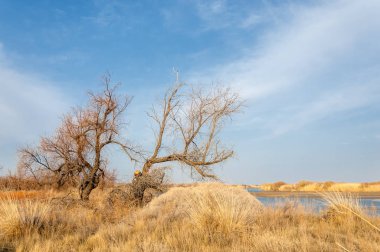 nehir bahar. bahar Nehri Orta Asya'da. Kazakistan bozkır nehir Semirechye. 